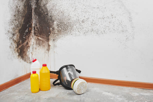 Professional Mold Remediation in Mayville, MI