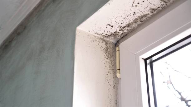 Best DIY Mold Remediation Support Services in Mayville, MI