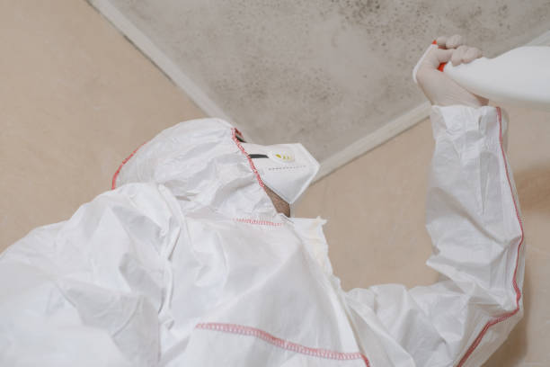 Best Post-Flood Mold Remediation in Mayville, MI
