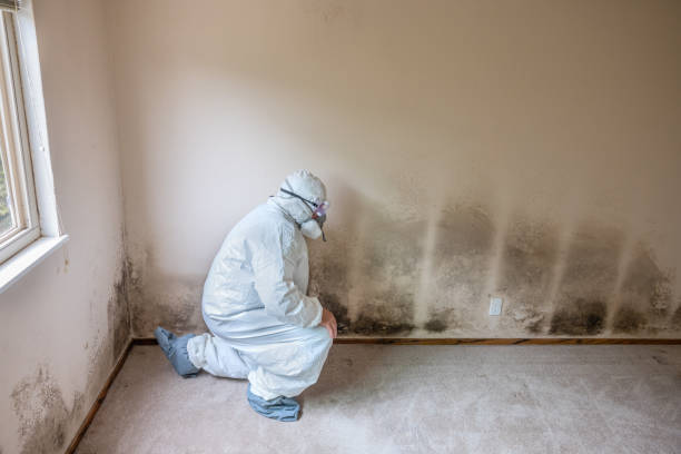 Best Basement Mold Remediation in Mayville, MI
