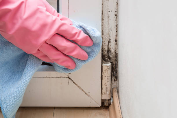 Best Localized Mold Remediation (e.g., coastal areas, humid climates) in Mayville, MI